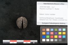 Foto (Objekt + Etikett) von Pleioclinis couchmani F.V. Mueller (NHMW-GEO-2024-0188-10468)